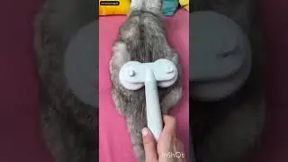 Cute Cat Grooming Routine 🥰😘|#shorts