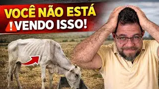 3 Erros Silenciosos Que Estão ACABANDO Com o Ganho de Peso do Seu Gado