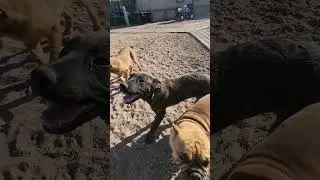 The Bandogge Waltz #americanbandoggemastiff #bandogge #bandog