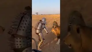 Spiked Armor Against Lion Pride #viral #trending #short