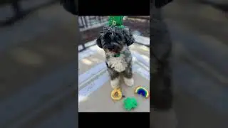 Peace of Mind Puppy Training - Levi - &ldquo;Epic Dog&rdquo;