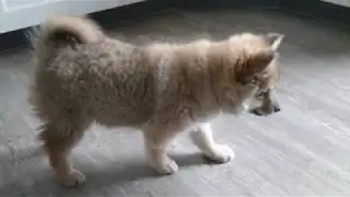 Jari, unser Islandhund-Welpe, in der K&uuml;che