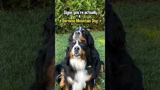 Signs You&rsquo;re Actually a Bernese Mountain Dog 😂😂😂