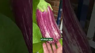 Harvesting Eggplant When to Pick for Perfect Ripeness