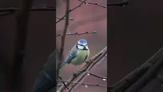 14.01.2024: Blaumeise singt - Blue tit singing - #blaumeise