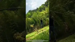 Why Bamboo Bends (But Could Break)