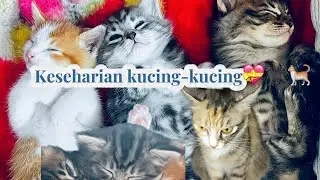 Daily life cat🐈🐈&zwj;⬛💗