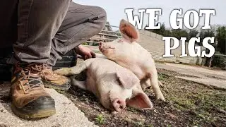 PIGS ARRIVE AT THE FARM 🐷 - 2 Rare Breeds in 1 Weekend