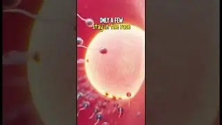 Why Millions of Sperm Never Make It 🧬 | Biology Explained #shorts