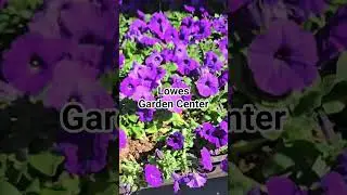 #shoppingonabudget #gardening #spring