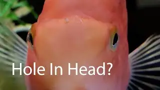 Treating my Fish Meg for Hole In Head Disease