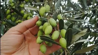 Olive 🫒 Plantation. ലക്ഷങ്ങൾ വിലയുള്ള ഒലിവ് കൃഷി ആരംഭിച്ചു. തൈകൾ തുച്ഛമായ വിലയിൽ കിട്ടും….💯