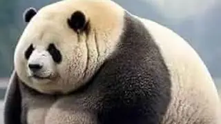 Kung fu panda meme 🤣🤣🤣😂😵&zwj;💫