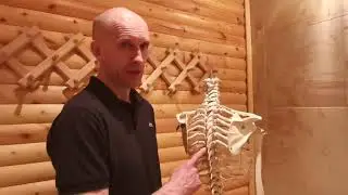 Верхний плечевой пояс. Анатомия. Как мы бьём руками.