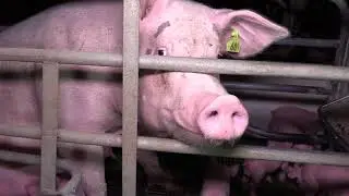 Sow #60 in a Farrowing crate