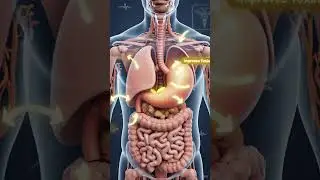 Ginger Entering the Stomach! What Happens Next Will Shock You | Powerful Health Benefits Revealed