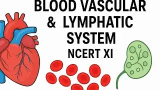 blood vascular and lymphatic system, quick revision. neet|ncert.