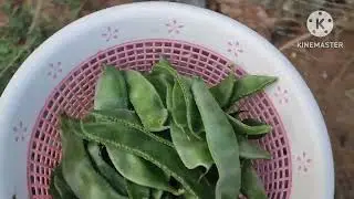 HAPPY HOME GARDEN  HARVEST 2026 PONGAL SEASON @