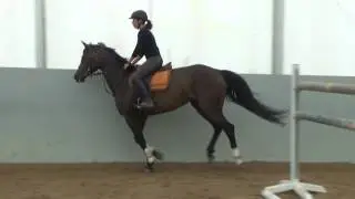 ---SOLD---Crazy Goose, 2011, Clinnus x Corrado II, training 07 16