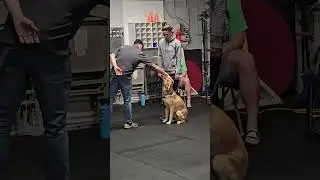 Advanced Training Assessment: Sit for Petting