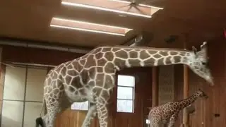 Detroit zoo offers new program for students