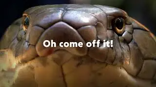 Snake Mania | Embrace Your Wild Ssside