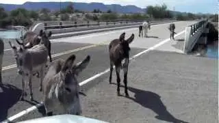 Wild Donkey Herd 9-12-12 Imperial Damn Imperial, CA.P9-12-12.MP4