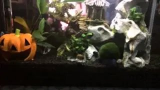 Betta fish gets startled by nerite snail