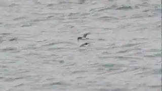 Manx Shearwater, Isle of Man.  Dslr video
