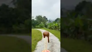 The 