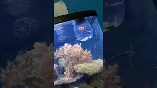 Home made fish trap works! &hellip; on wrong fish&hellip;