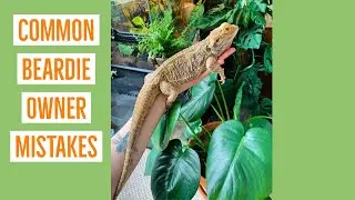 Common Bearded Dragon Owner Mistakes