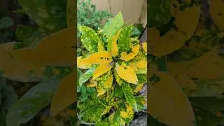 Which Tree This Is? Comment Down #tree #savetrees #treelovers