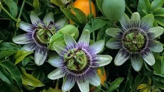 Pasiflora jestiva, Isusova kruna