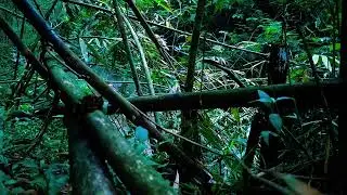 Powerful River Flow ASMR &ndash; Deep Water Rumble for Sleep & Relaxation | No Music