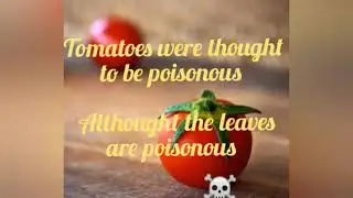 Are tomatoes poisonous ? Cats# humanbeings# alkaloids #