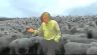 The Herd Mentality   END MONEY