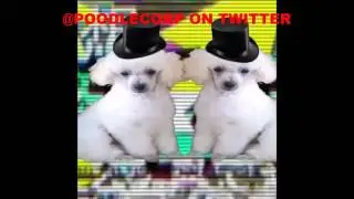 Leafy's Hacked Video @PoodleCorp