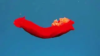Spanish Dancer the Sea Slug