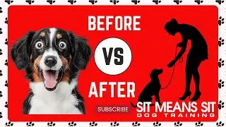 BERNESE MOUNTAIN DOG TRAINING TRANSFORMATION | Towson