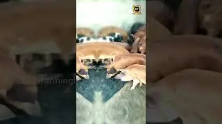 Bath for pigs🥳 #animal #viral #pig #wildpig #pigfarmvideo #farmlife #boar #trending