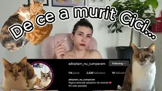 De ce a murit Cici ? - Discutie despre pisici