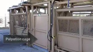 Beef Cattle Handling Facilities Optional Features