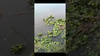 Wow Awesome Smart Boy Hunting Fish with Small Rod #shorts #shortsfeed