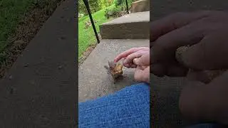 hand feeding my chipmunck friend #critterfeeder #animallovers #chipmunck #handfeed #animals #love