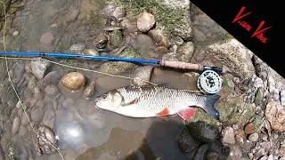 Pesca de cachos a mosca comiendo moras.