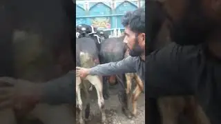 Desi cross bred bachray 🐂||Ready to slaughter ||profitable bachra farming. #farming #shorts..