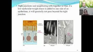 BTL 602 Cell & Molecular Biology Cell Junction, Adhesion and Signaling