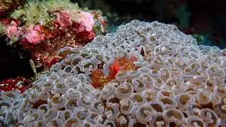 Serua Day4   Diving Ring of Fire, Banda Sea, Indonesia