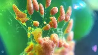 The marvels of colonial tunicates